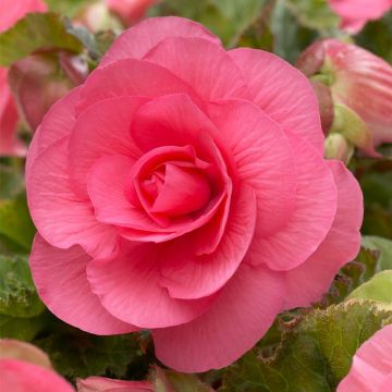 Begonia Double Pink