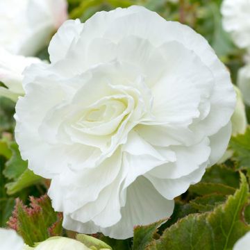 Begonia Double White