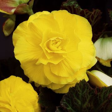 Begonia Double Yellow