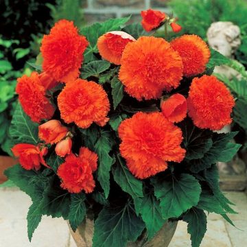 Begonia Fimbriata Orange