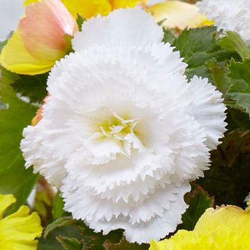 Begonia fimbriata White