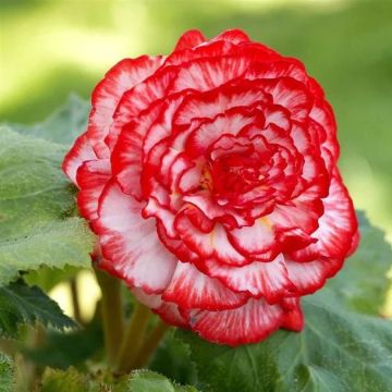 Begonia Marmorata