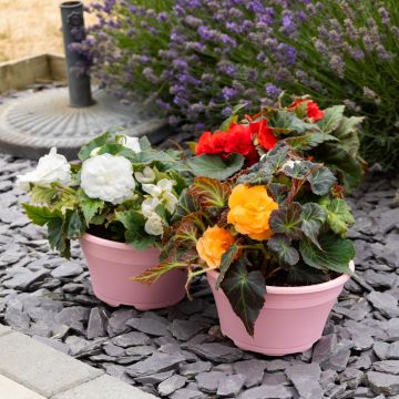 Begonia Bossa Nova Mixture - In Bud & Bloom