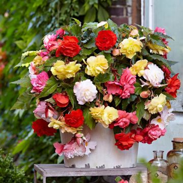 Begonia odorata mixed - Fragrant Mixture