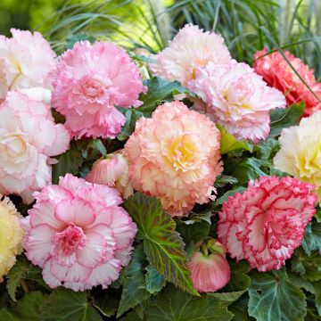 Begonia Samba Mixed - Perfect for Tubs and Baskets