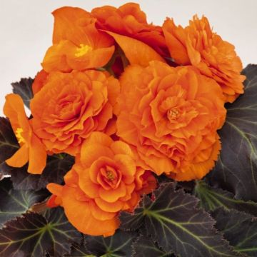 Begonia Non Stop Mocca Bright Orange