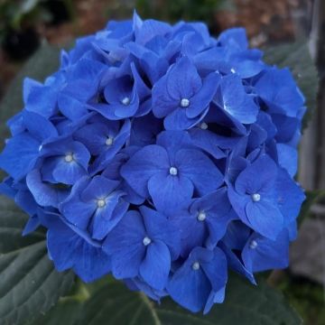 Hydrangea macrophylla ‘Bela’ - Giant Flowered BLUE Mophead Hydrangea - XXXL Plants
