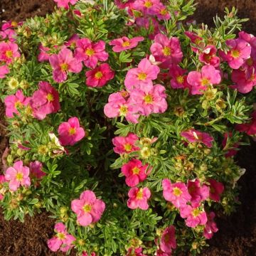 Potentilla fruticosa 'Bellissima'