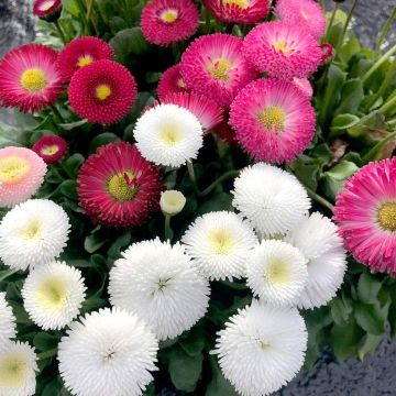 Bellis Bellisima Double Flowered Daisy - Mixed colours in Bud & Bloom