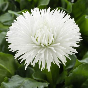 Bellis Habernera White - Pack of Six Plants