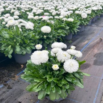 Bellis Habernera White - In Bud & Bloom