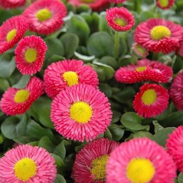 Bellis Hot Pink -  Pack of SIX Plants in Bud & Bloomm