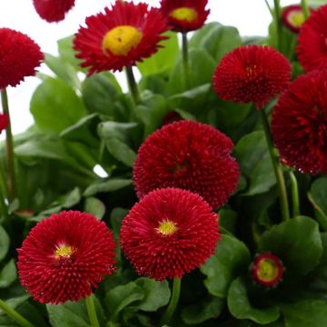 Bellis Daisy Flowered Red Plant