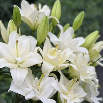 Lily Belvedere - Double Flowering Fragrant Pollen Free Lily Flowers - Pack of SIX Lilium Bulbs