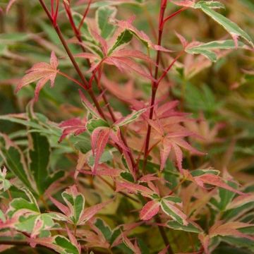 Large Acer Japanese Maple Tree - Acer palmatum Beni Shichi Henge 1.2-1.5m