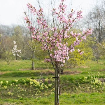 Prunus Beni Yutaka - Cherry Blossom Tree - 150cm