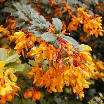 Berberis x lolongenis 'Apricot Queen'