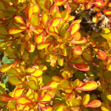 Berberis thunbergii Diabolicum