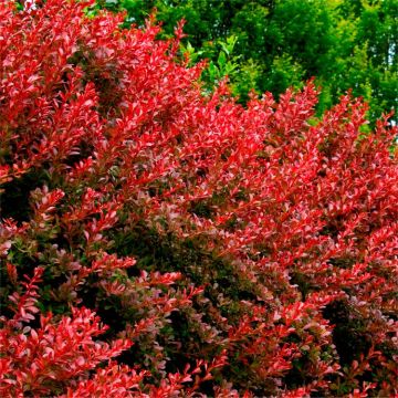 Berberis thunbergii Lutin Rouge