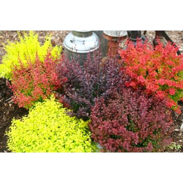Bright Berberis Collection - Pack of THREE