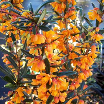 Berberis linearifolia 'Orange King'