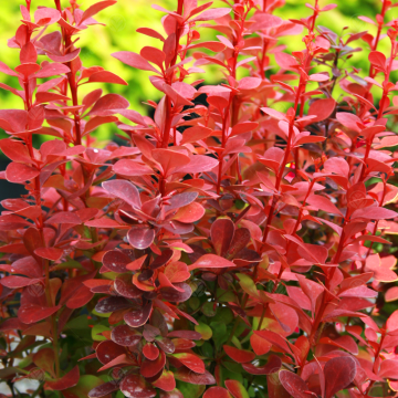 Berberis thunbergii Orange Ice