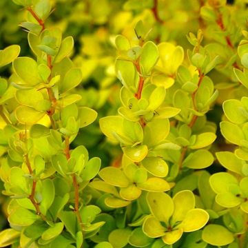 Berberis thunbergii Aurea - Golden Barberry