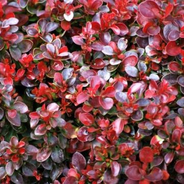 Berberis thunbergii atropurpurea 'Bagatelle' - Barberry