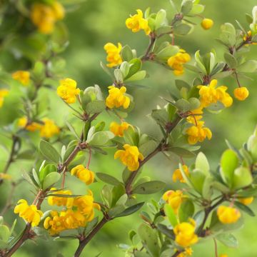 Berberis buxifolia 'Nana'