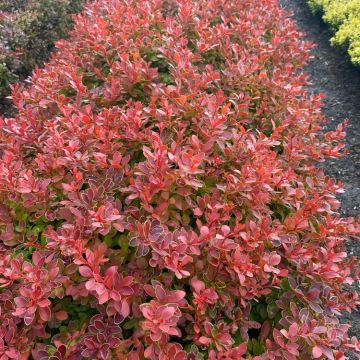 Berberis thunbergii 'Maja' Coral