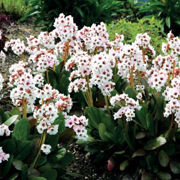 Bergenia Dragonfly Angel Kiss