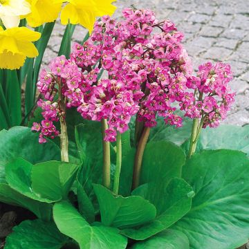 Bergenia cordifolia - Elephants Ears