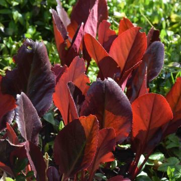Bergenia cordifolia purpurascens - Elephant Ears