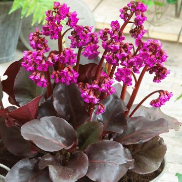 Bergenia 'Eroica' - Elephant Ears