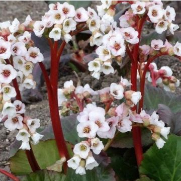 Bergenia cordifolia Jelle