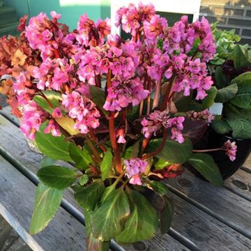 Bergenia cordifolia 'Rosi Klose' - Elephant Ears