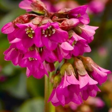 Bergenia cordifolia Shoeshine Pink - Elephant's ears