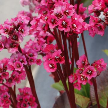 Bergenia Vintage Rose - Elephant's ears