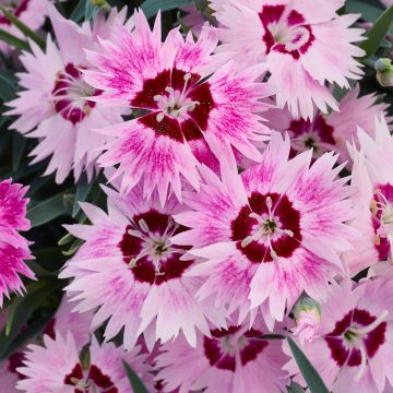 Dianthus - Perennial Plants & Herbaceous Perennials - Garden Plants