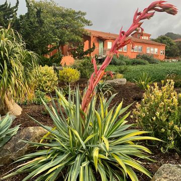 Beschorneria yuccoides variegata 'Flamingo Glow' 