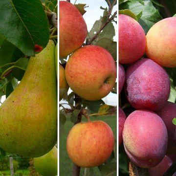 SPECIAL DEAL - Best of British Fruit Tree Trio - Grown For Flavour - Pack of THREE