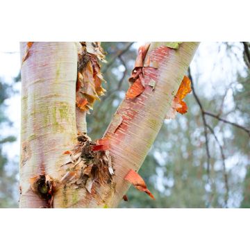 Betula albosinensis Fascination - Birch Tree