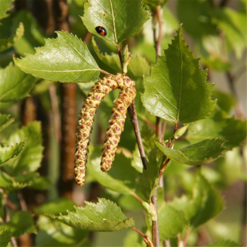 Betula pendula Fastigata - Birch Tree
