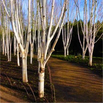 Betula utilis Jacmontii 'Snow Queen' - West Himalayan Birch Tree - 150 to 180cms