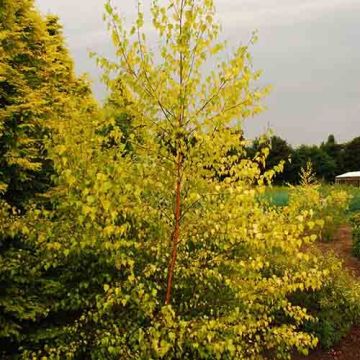 Betula pendula Golden Cloud - Birch Tree - circa 150cm tall Young Tree