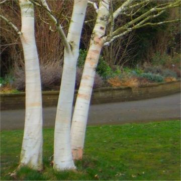 Betula utilis jacquemontii - West Himalayan Birch 150-180cm - Pack Of THREE Trees
