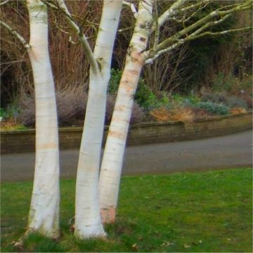 Betula utilis var. jacquemontii 'Doorenbos'  - White Bark West Himalayan Birch Tree - circa 140-160cms