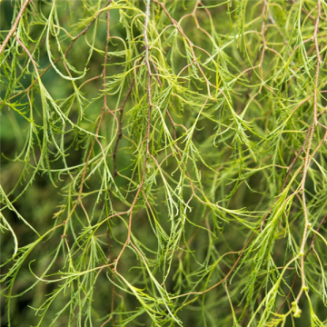 Betula pendula Karaca - Dissectum Birch