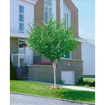 Betula pendula Magical Globe - Birch Tree