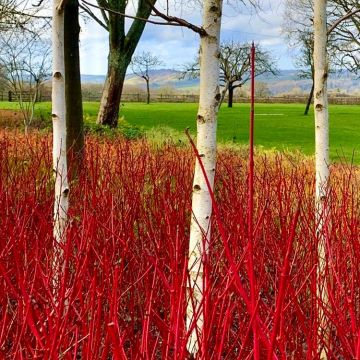 Betula utilis jacquemontii - West Himalayan Birch Tree 150-180cm - Pack of THREE